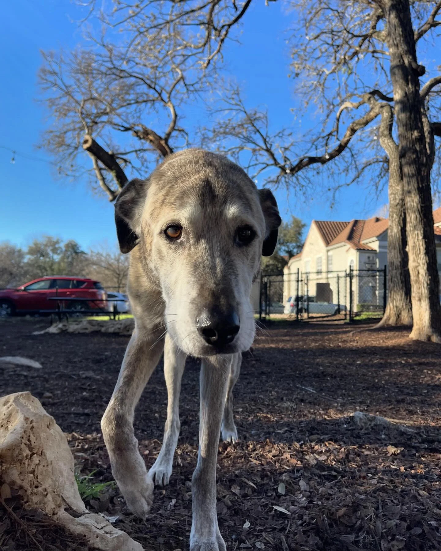 Charlie, we love you 🩷 thanks for always letting Saweetie and I come crash with you and your mom. It won&rsquo;t be the same without you, but you had a hell of a good run! Say hi to the others and run free sweet boy 🌈🥺💕