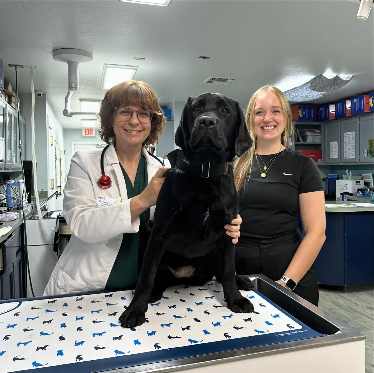 got to do my first shadow day with a veterinarian 🥹💗✨