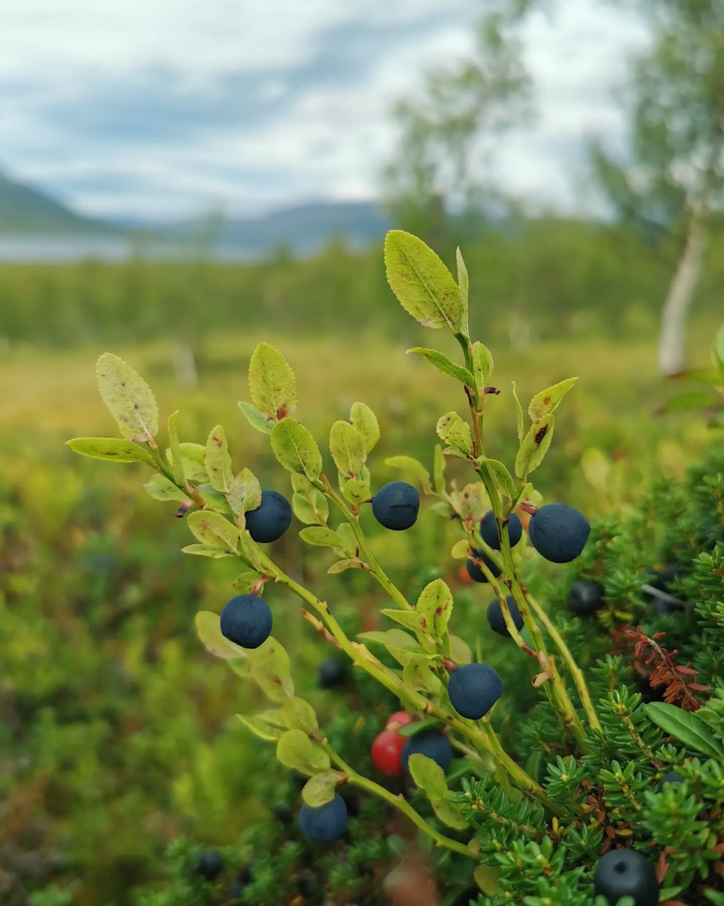 Nu tillvaratar vi h&ouml;stens alla godsaker.
&Ouml;ppettider september:
V.36 st&auml;ngt
V. 37,38,39 Torsdag och fredag kl. 10-16.
V. 40 st&auml;nger vi f&ouml;r s&auml;songen.
V&auml;lkommen!
.
.
.
#kafe.ryfjallet #h&ouml;st #uteliv #hemavant&auml;