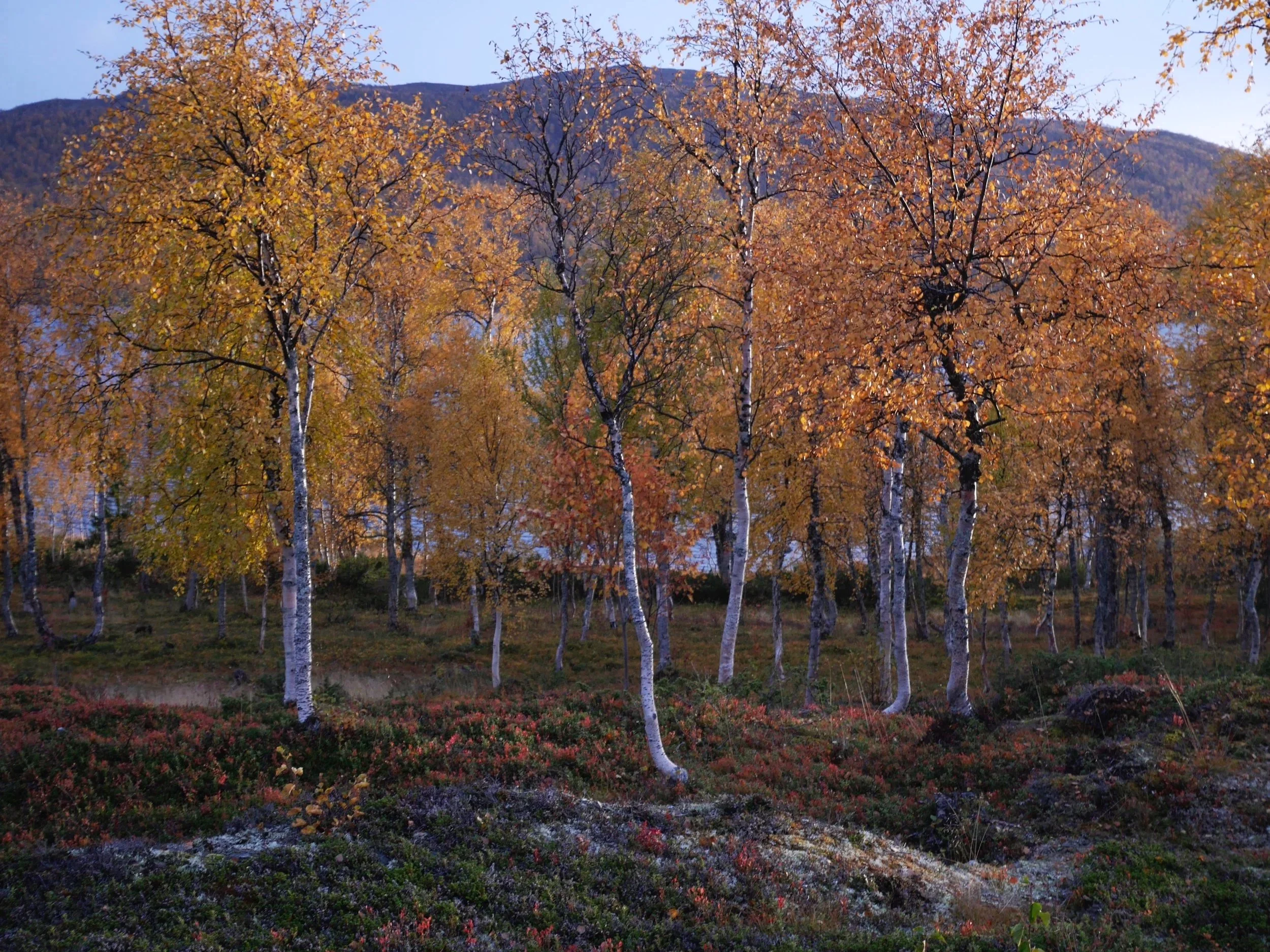 _1400830.jpg