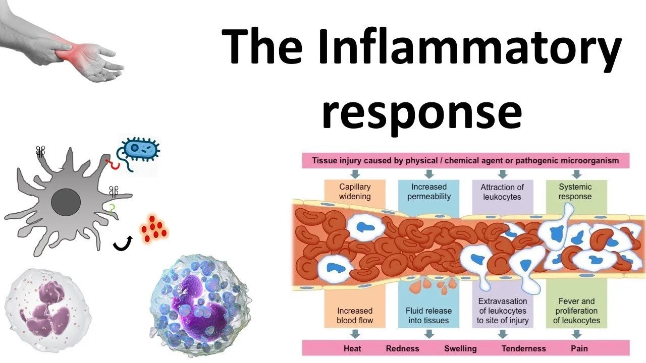 Inflammation Isn’t the Enemy