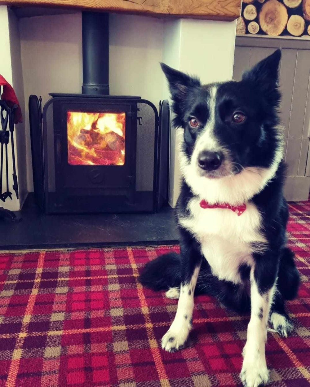 A dog resting beside the fireplace at The Kings Arms