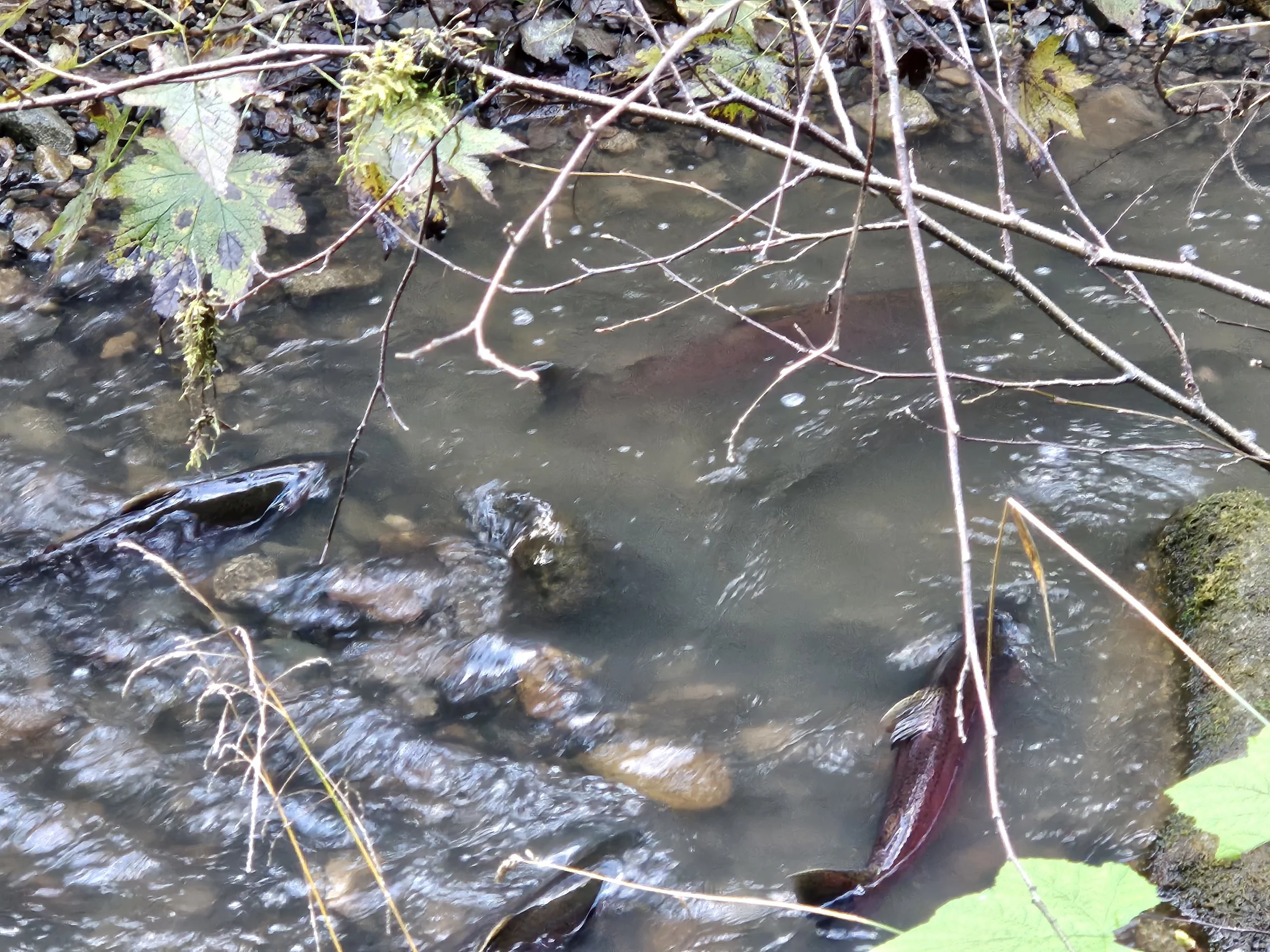 Kiyawmks Creek Salmon Habitat Restoration — Indigenous Watersheds