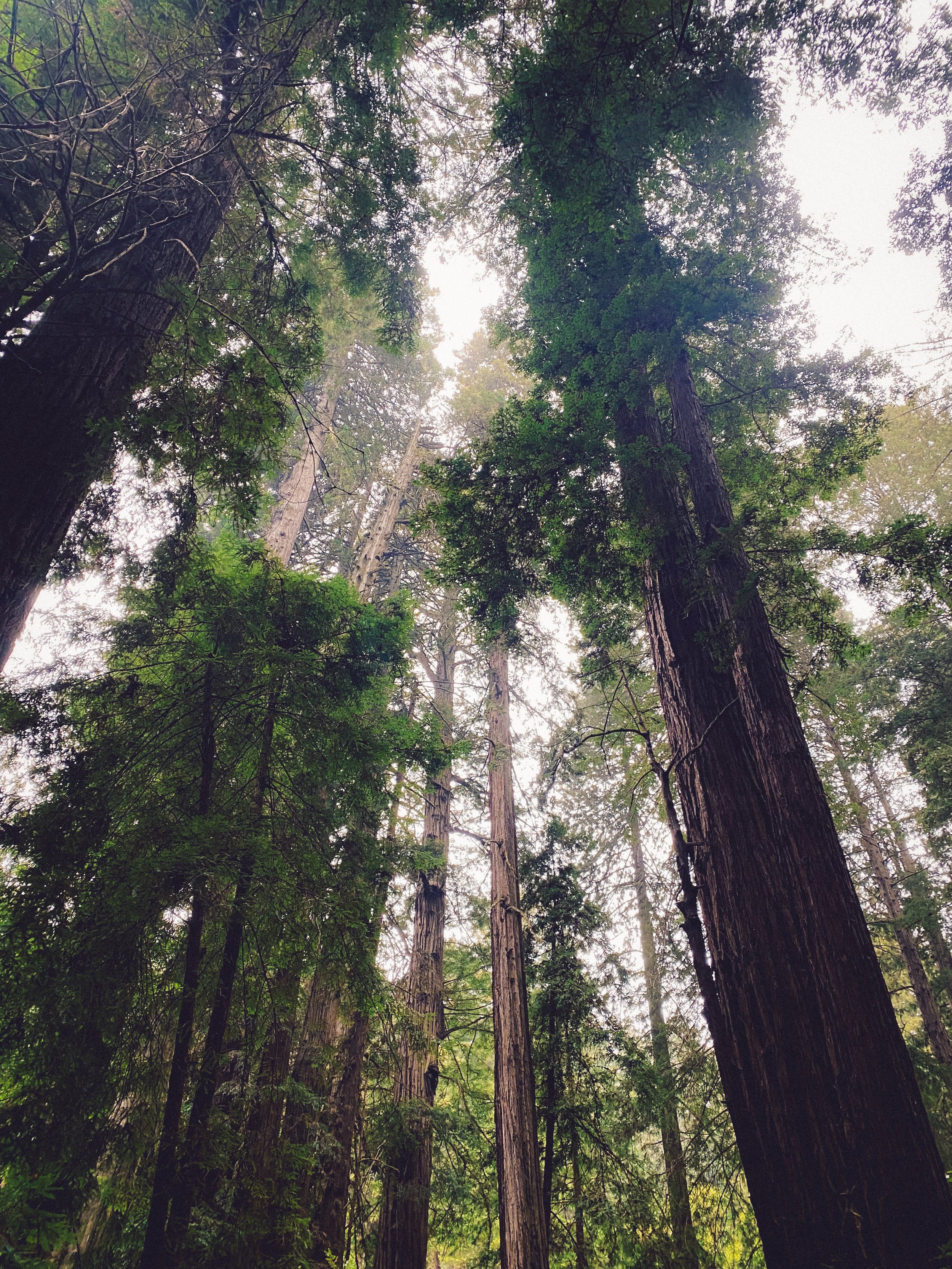 Muir Woods 6.jpg