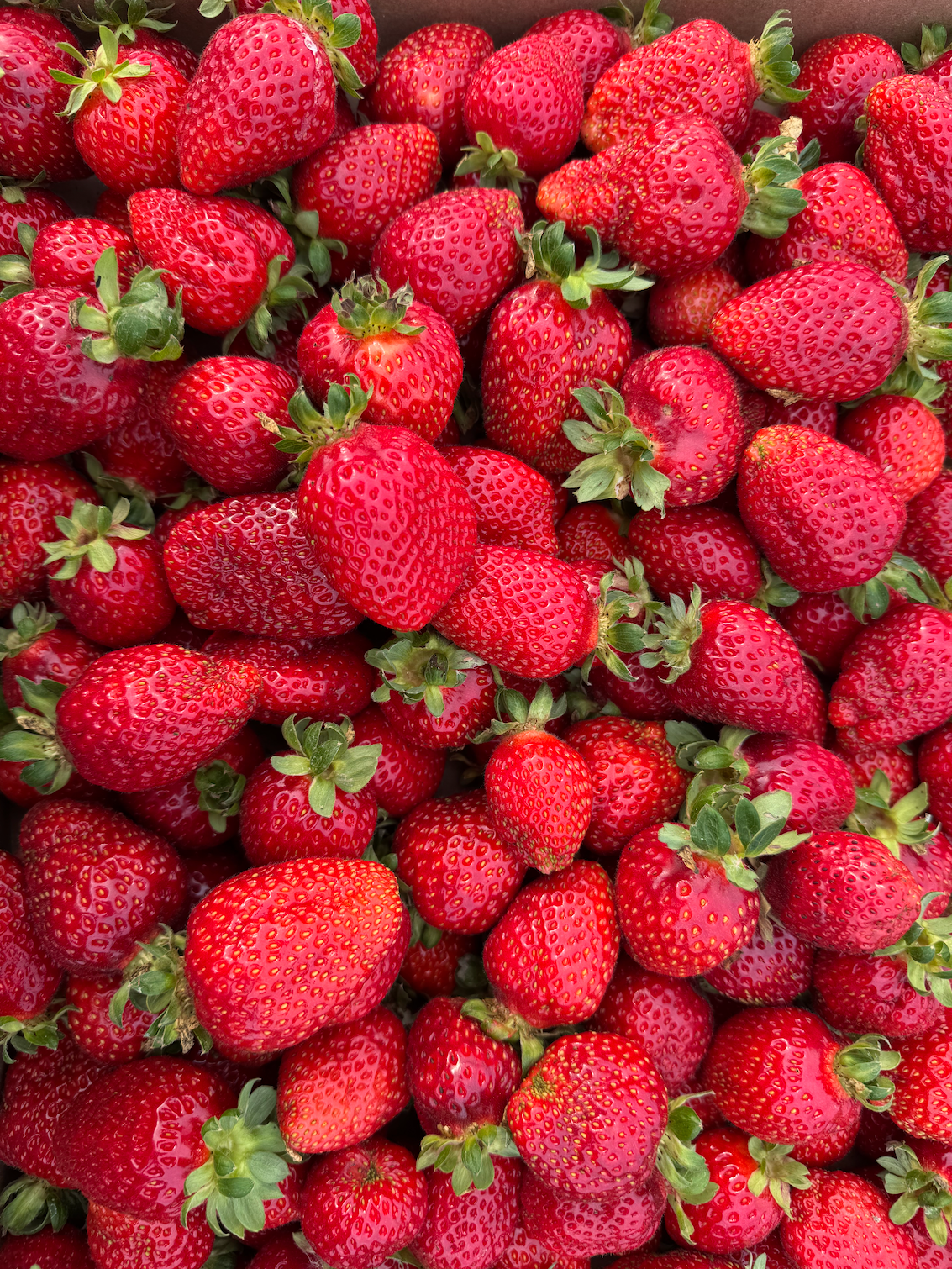 u-pick-strawberries