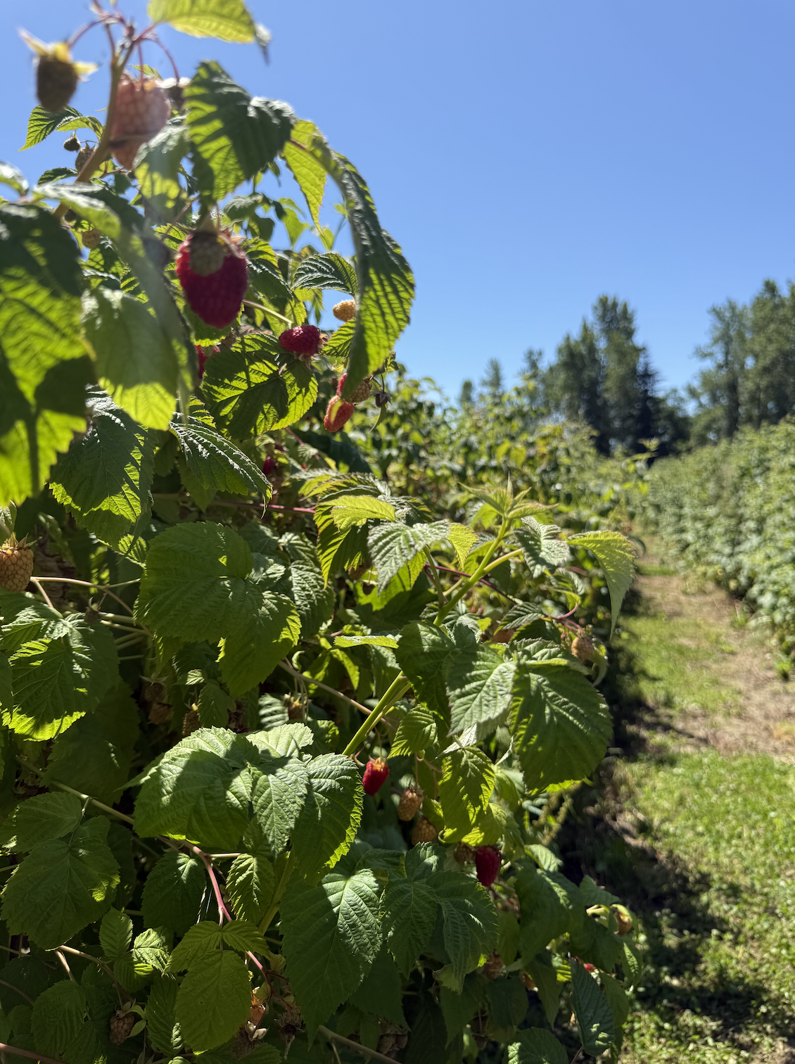 u-pick-raspberries