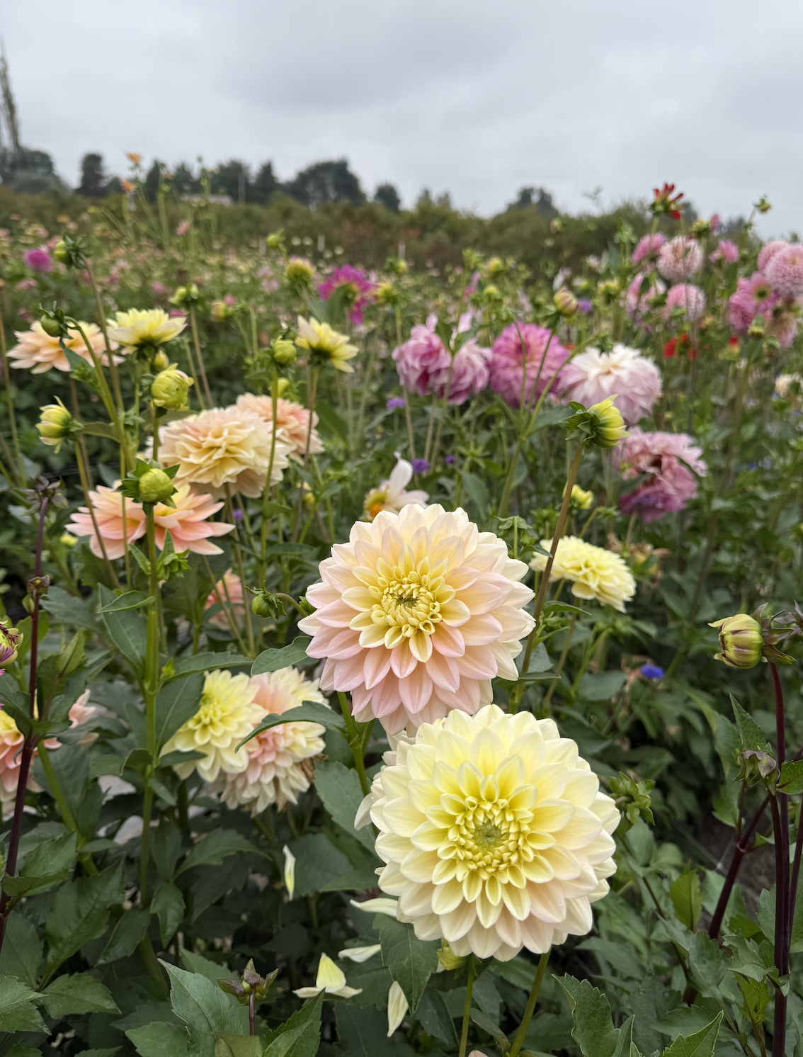 Screenshot 2026-04-01 at 18.34.20.png