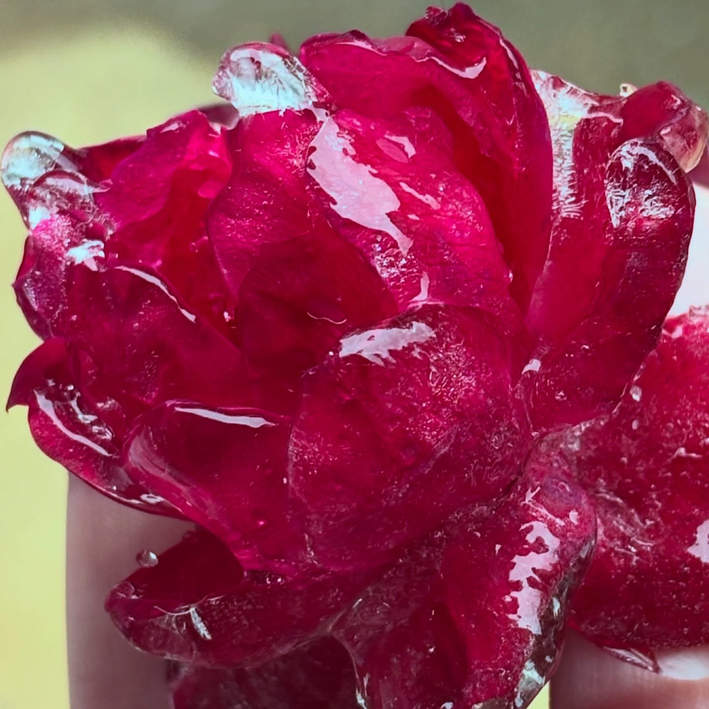 Two days ago it was 70&deg;, today the roses are frozen. I&rsquo;m no complaining tho because I know it will be warm again in a week! 

Also&hellip; I think &ldquo;ice kissed roses&rdquo; should be the name of a nail polish.