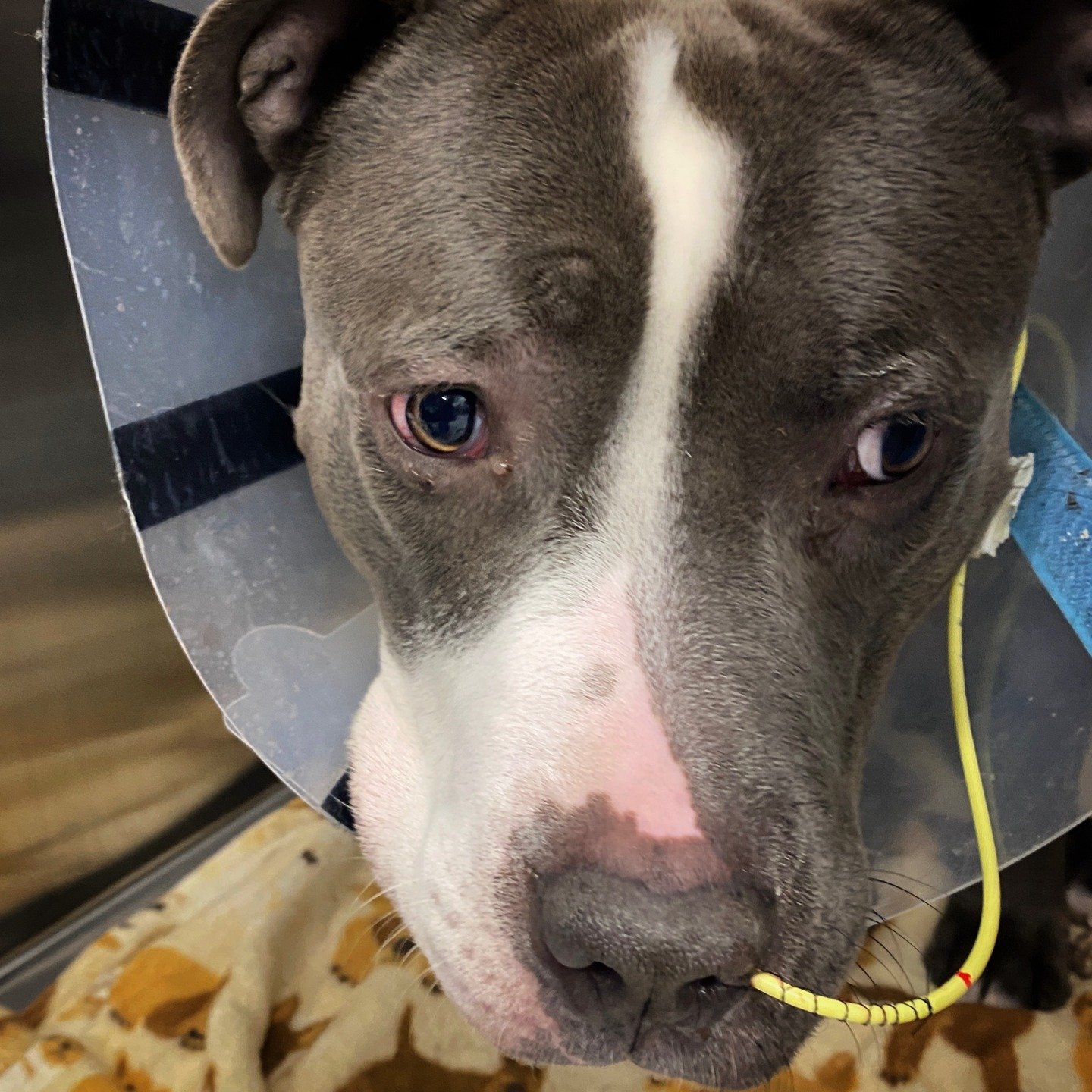 Prince was brought to an emergency service after severe vomiting. Diagnostics were needed to determine if Prince had ingested any foreign matter that would need to be surgically removed. Thankfully, Prince did not require surgery. Noelle's Ark funded