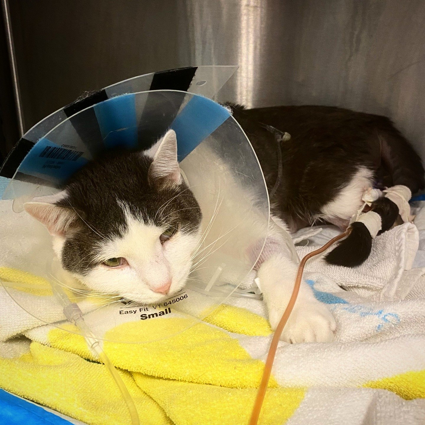 CJ required life-saving surgeries to repair a torn urethra. Noelle's Ark provided funds for two necessary surgeries performed by a board-certified veterinary surgeon. The surgeries were successful and CJ is now enjoying life at home with his family.
