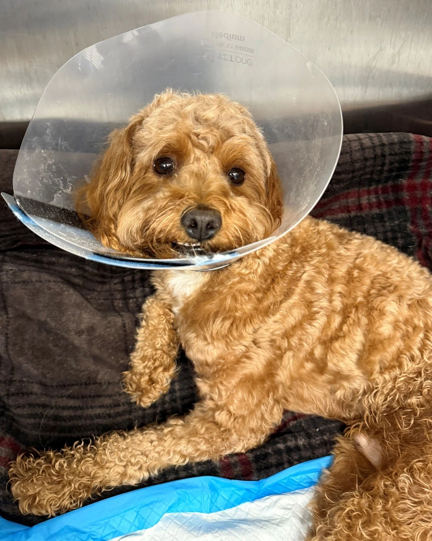 Koby is a 2-year-old Cavapoo who suffered a spinal disc injury causing hindlimb paralysis. With assistance from Noelle's Ark, Kobe was diagnosed with an MRI and received corrective surgery with neurologist Dr. Georgina Barone at the Veterinary Medica