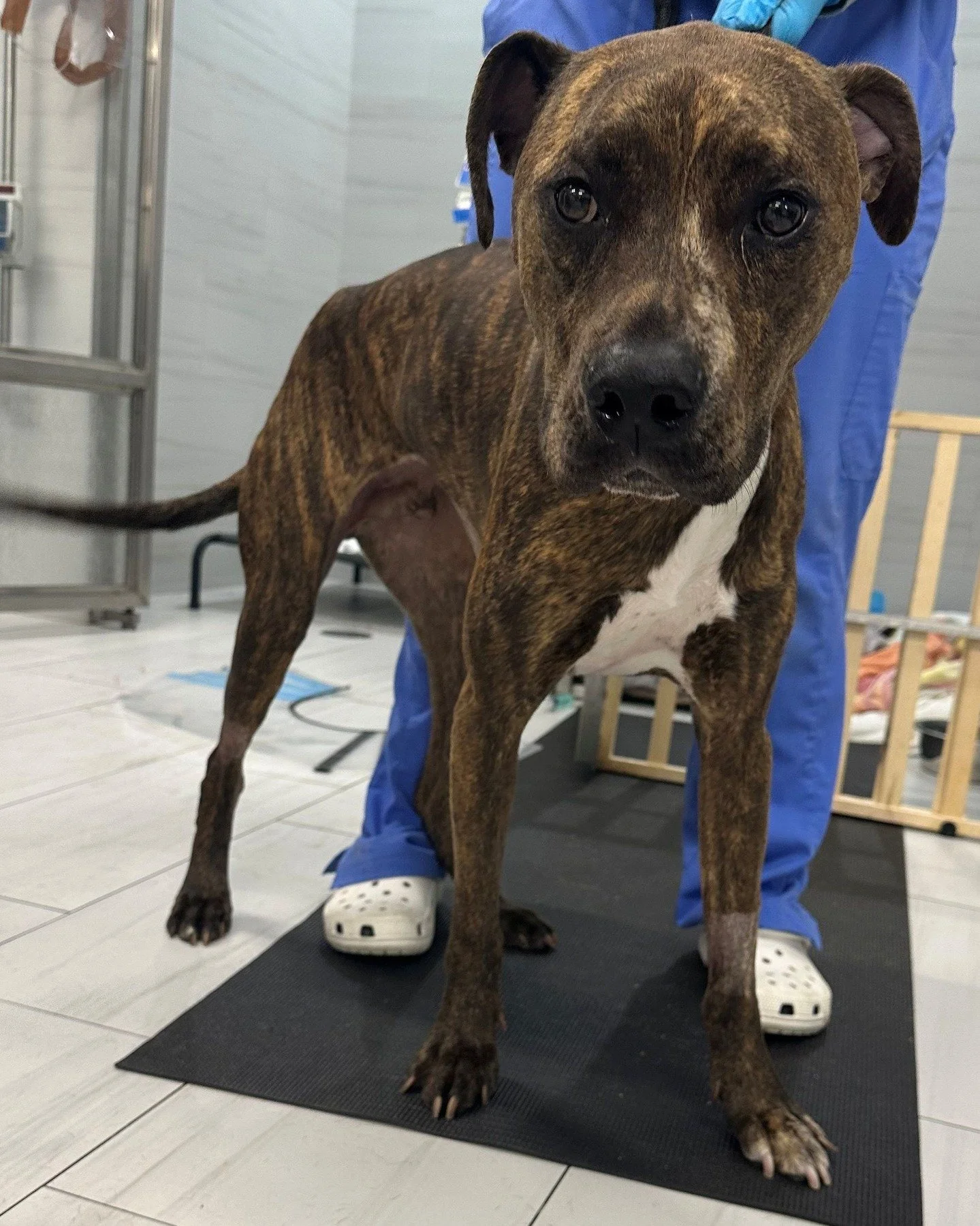 Bernie is a 2 year-old Brindle Pitbull whose intestines became clogged. With assistance from Noelle's Ark, Bernie was able to undergo emergency surgery and receive the aftercare he needed to return home. Bernie can now spend the rest of his life with
