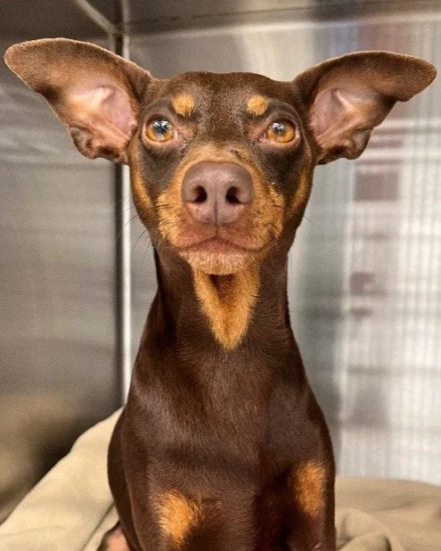 Levi is an 8-year-old male Miniature Pinscher who received a crushing injury to his left foreleg when struck by a car. Noelle's Ark and the North Shore Animal League worked together to fund amputation of Levi&rsquo;s painful and nonfunctional leg. Le