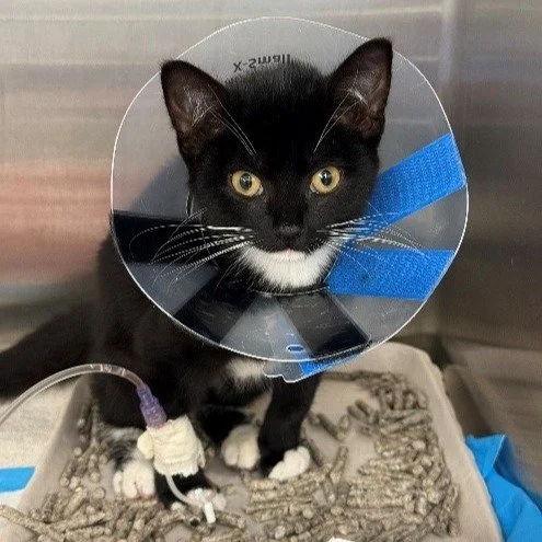 Bobby is a 13-week-old male kitten that was attacked by a littermate and then required surgery to keep his kidneys functioning. Noelle's Ark provided funds for hospitalization and the intensive care necessary to stabilize Bobby prior to his lifesavin