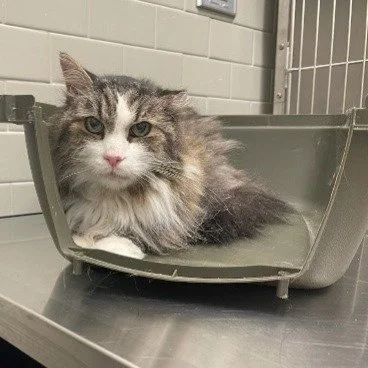 Figgy is a 15-year-old cat that had chronic digestive problems and whose owner unfortunately passed away. The owner&rsquo;s brother adopted Figgy and with assistance from Noelle's Ark, it was determined that Figgy suffers from an intestinal cancer. H