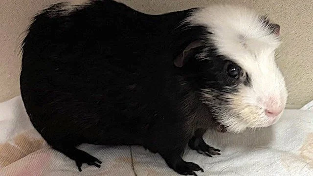 Momo is a 5-year-old guinea pig that developed a large infectious abscess on his chin and neck that required multiple procedures to resolve. Noelle&rsquo;s Ark was able to provide the necessary funding for Momo&rsquo;s treatment. Momo&rsquo;s abscess