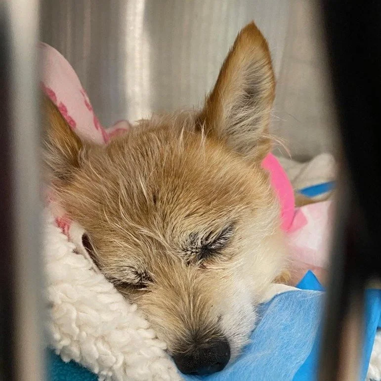 Bailey is a 9-year-old Chihuahua that was attacked by another dog. Noelle&rsquo;s Ark provided funds for Bailey&rsquo;s hospitalization, supportive care, and amputation of his damaged forelimb. Bailey is now happily at home with his family. #charity 