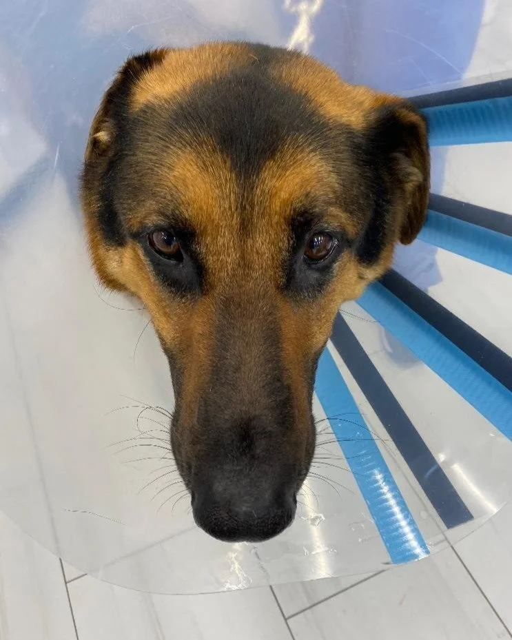 Zeus is a 6-year-old German Shepherd that developed a bloated abdomen. Noelle&rsquo;s Ark provided the funds for his hospitalization and supportive care so that he could safely return home to enjoy life with his family. #charity #animalcharity #pethe