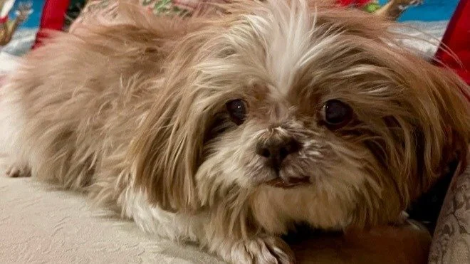 Cody is a 13-year-old Shih Tzu that had been adopted from the Babylon Animal Shelter three years earlier. One day Cody stopped eating, but with veterinary care provided by the Nassau County Society for the Prevention of Cruelty to Animals, and with f