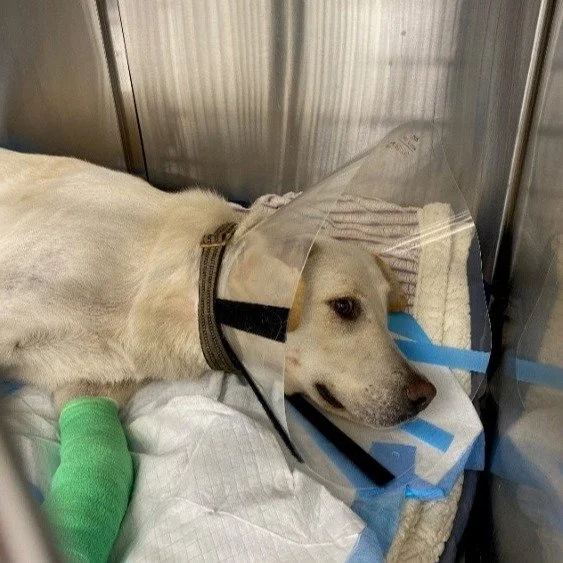 Cooper was hit by a car and fractured his right forepaw. Noelle's Ark funded stabilizing care and ongoing therapy for Cooper who continues to heal at home with his loving family. #charity #animalcharity #pethealth #dog #doghealth #animalwelfare #long