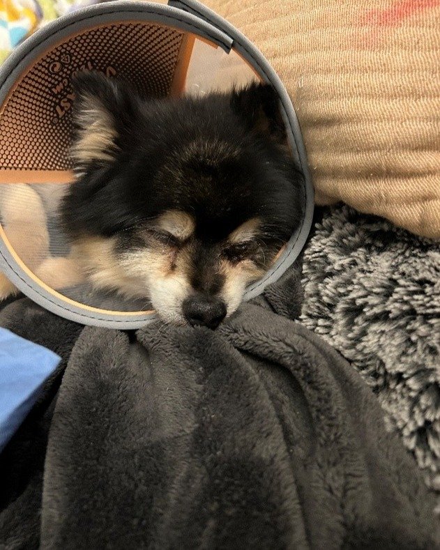 Angelo is a 16-year-old Pomeranian that had an extremely painful and ruptured eye. Noelle&rsquo;s Ark helped pay for the surgery by Dr. Wheat of Bayport Animal Hospital to remove the eye. Angelo is now comfortable again. #charity #animalcharity #peth