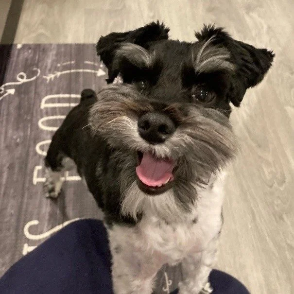 Yogi is a 4-year-old Miniature Schnauzer that broke his right forelimb. Noelle&rsquo;s Ark provided funds for the surgery to fix his leg with the North Shore Animal League. Yogi can now walk and play as usual with his family. #charity #animalcharity 