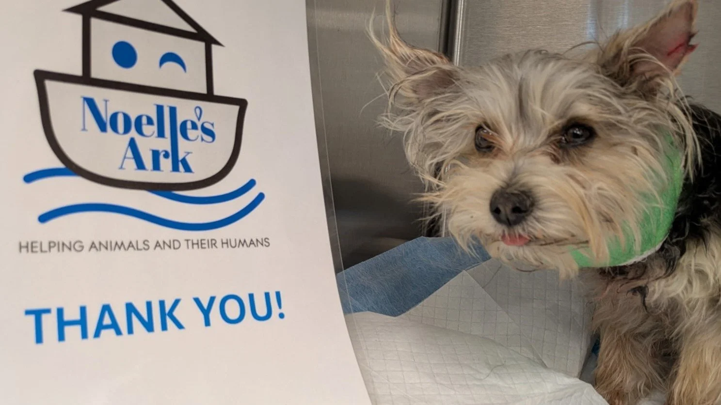 Rocky is a 9-month-old male Morkie that was dragged from under a fence during an attack by another dog. He suffered trauma to his neck, chest, and lungs with multiple bite wounds. Noelle&rsquo;s Ark provided the funds to help treat Rocky and he was a