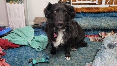 Oreo, Leia, and Subtotai are three dogs that were infected with life-threatening heartworms. Noelle's Ark paid for heartworm treatment for all three dogs that their owner could not afford. All three can now live out their lives free of heartworm dise