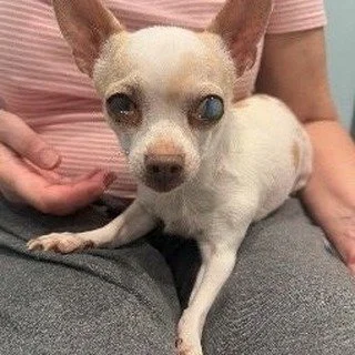 Stella is a 9-year-old Chihuahua whose lenses had shifted within her eyes causing her extreme pain. Noelle's Ark was able to provide funding to restore Stella&rsquo;s lenses to their appropriate positions. Stella is now living comfortably with her fa