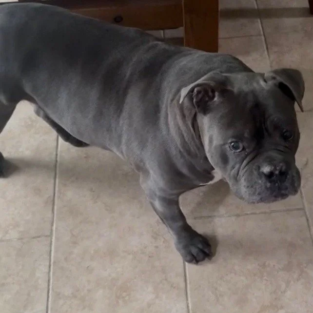 Mack is a 10-year-old Pit bull whose severe dental disease led to a painful hemorrhage in his mouth. Noelle' Ark provided the funds to remove Mack&rsquo;s infected teeth and to stop the hemorrhage. Mack is now happily reunited with his family. #chari