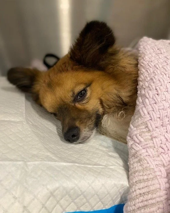 Stark is a 5-year-old Pomeranian mix who suffered massive head trauma and was then surrendered to the Islip Animal Shelter. Noelle's Ark provided funds along with Islip Animal Shelter to treat Stark. He is now in a foster home with the rescue group Y