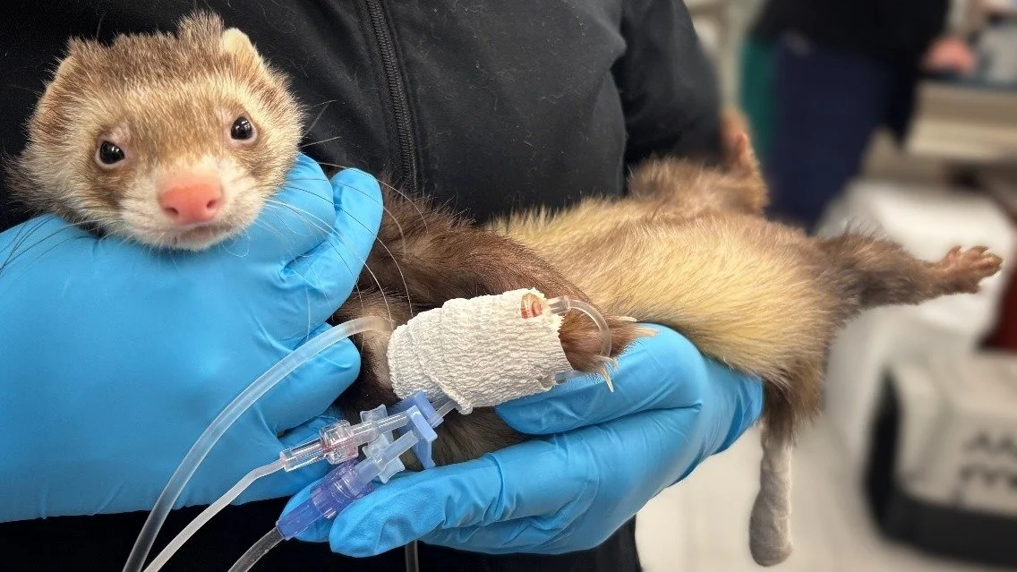 Omar is a 2-year-old male ferret who went missing from his home for two days. When found he needed treatment and supportive care before reuniting with his family. Noelle&rsquo;s Ark provided funds for that life-saving care. #charity #animalcharity #p