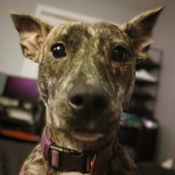 Charli is a 4 year old male pitbull mix who needed life-saving care for his heartworm diease. Noelle' Ark helped provide funds to cure Charli who is now happy and healthy with his loving family. #charity #animalcharity #pethealth #dog #doghealth #ani