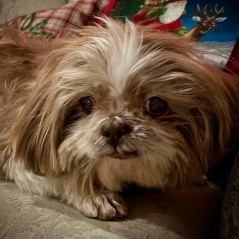 Cody is a 13-year-old Shih Tzu that had been adopted from the Babylon Animal Shelter three years earlier. One day Cody stopped eating, but with veterinary care provided by the Nassau County Society for the Prevention of Cruelty to Animals, and with f