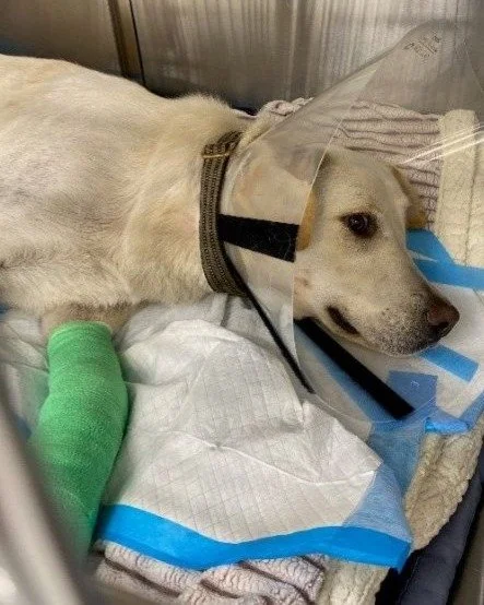 Cooper was hit by a car and fractured his right forepaw. Noelle's Ark funded stabilizing care and ongoing therapy for Cooper who continues to heal at home with his loving family. #charity #animalcharity #pethealth #dog #doghealth #animalwelfare #long