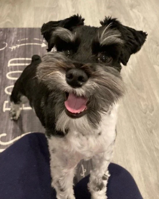 Yogi is a 4-year-old Miniature Schnauzer that broke his right forelimb. Noelle&rsquo;s Ark provided funds for the surgery to fix his leg. Yogi can now walk and play as usual with his family. #charity #animalcharity #pethealth #dog #doghealth #animalw