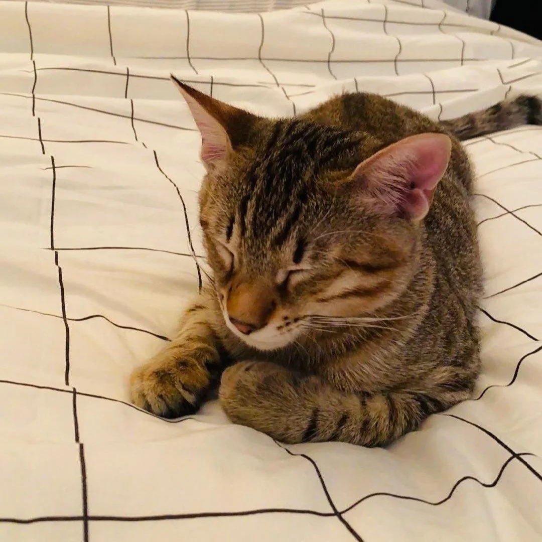 Boy is a 4-year-old cat that had an infection resulting in an anal sac abscess and anal stricture. Noelle's Ark provided funds for Boy&rsquo;s life-saving surgery. Boy is now healthy and at home with his grateful owner. #charity #animalcharity #pethe