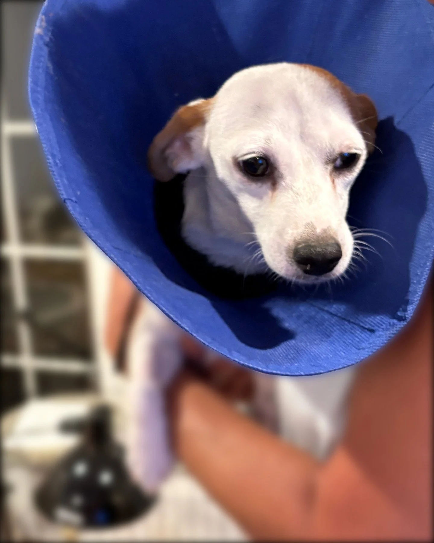 Halo is a 2-year-old dog that was pregnant and scheduled for euthanasia in a shelter in Texas. The Hope for Cleo rescue group saved Halo and she successfully delivered her puppies in New York but started to bleed uncontrollably. Noelle's Ark and Hope