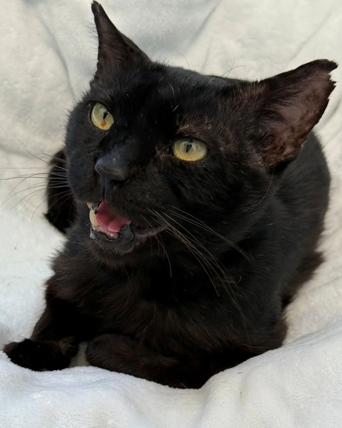 The Nassau County ASPCA found homeless Zeze covered in abscesses after being attacked by other feral cats. Noelle's Ark provided funds for his care and recovery at Hyde Park Animal Hospital. Zeze is now being fostered in what will probably become his