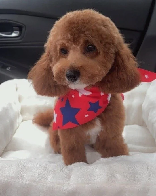 Sweetie is a 1 year and 6-month-old Poodle mix who sustained a hip fracture when struck by a car. Noelle's Ark provided funding for an evaluation with a board-certified veterinary surgeon who determined that Sweetie did not require expensive surgery.