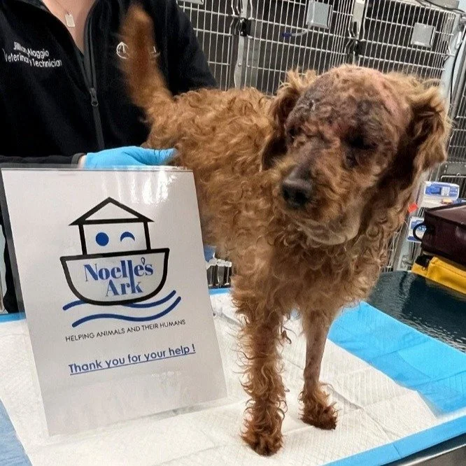 Hermes is a 1 and &frac12; -year-old Poodle who was found unconscious after being attacked by another dog. Noelle&rsquo;s Ark supplied funds for his rehabilitation and recovery. Hermes is home again with his family. #charity #animalcharity #pethealth