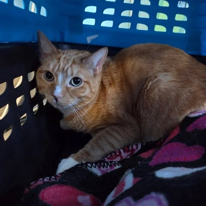 Da is a 3-year-old cat who had repetitive episodes of life-threatening urinary tract obstructions. Noelle&rsquo;s Ark paid for surgery to stop further occurrences. He is now happily at home with his family. #charity #animalcharity #pethealth #cat #ca
