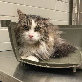 Lovely Figgy we posted about last year is doing well! Last year we talked about Figgy, a cat that with intestinal problems whose owner had unfortunately passed away. Since then, Figgy was diagnosed with intestinal lymphoma. We are happy to report tha