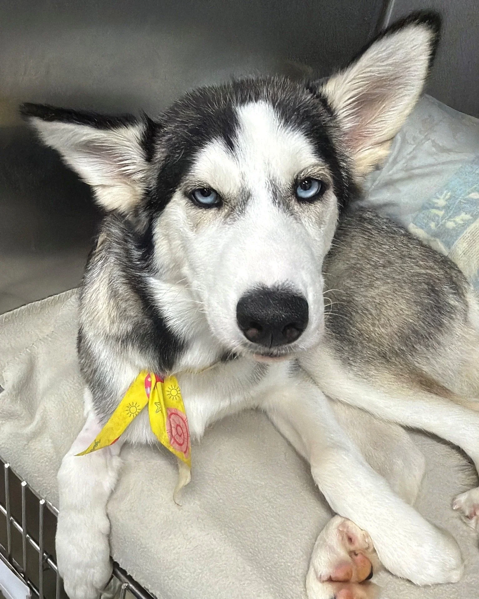 Arya is a 17-week-old Husky who was hit by a car and then surrendered to a local emergency veterinary clinic. The accident left Arya with a broken right femur and hip. Noelle&rsquo;s Ark provided funds for her surgical repair. Arya has now been adopt