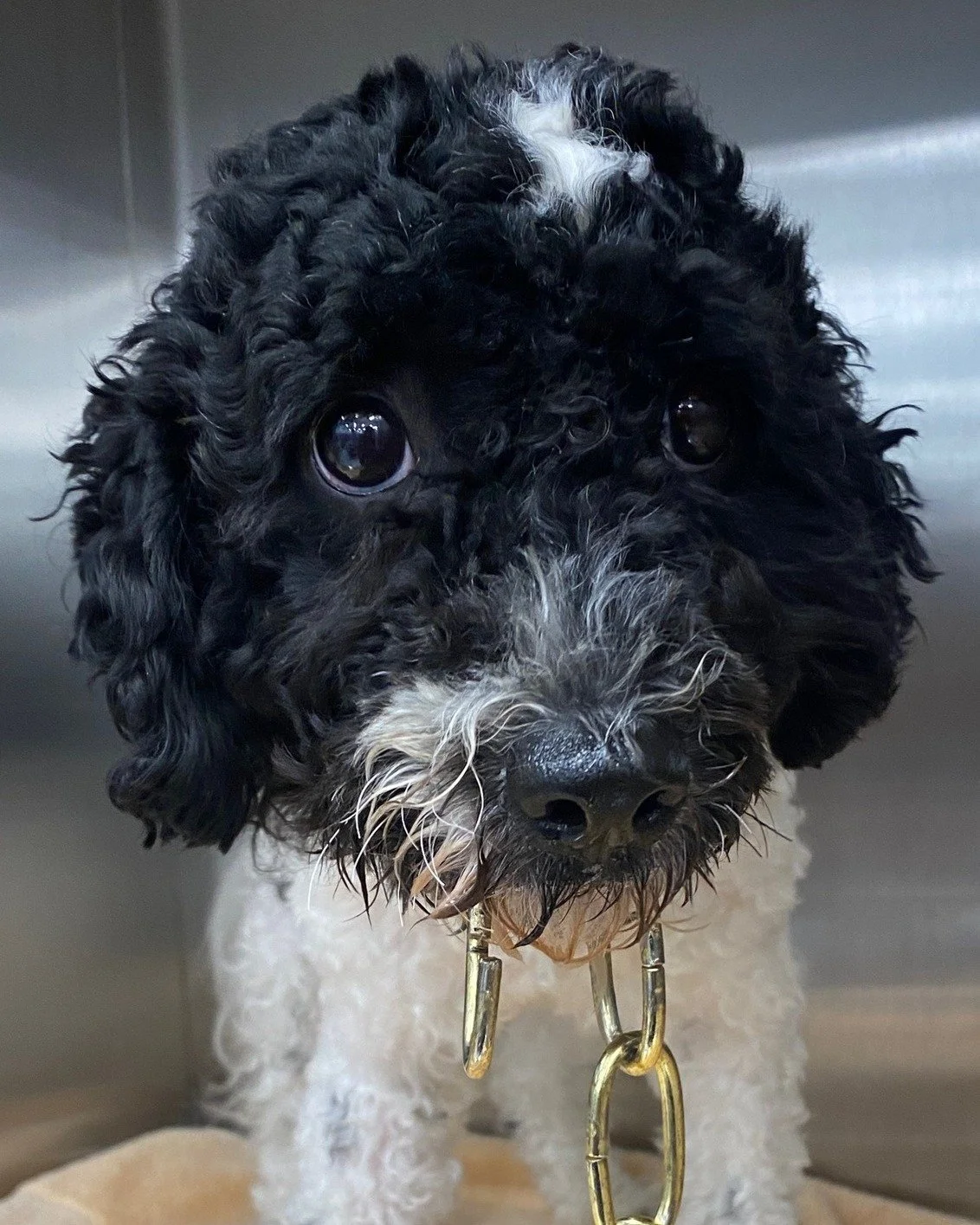 Lexi is a 1-year-old mixed breed dog who unfortunately had her collar chain stuck in her mouth. Noelle's Ark provided the funds to free her. She is now back home with her owner who will never use a collar chain again. #charity #animalcharity #petheal