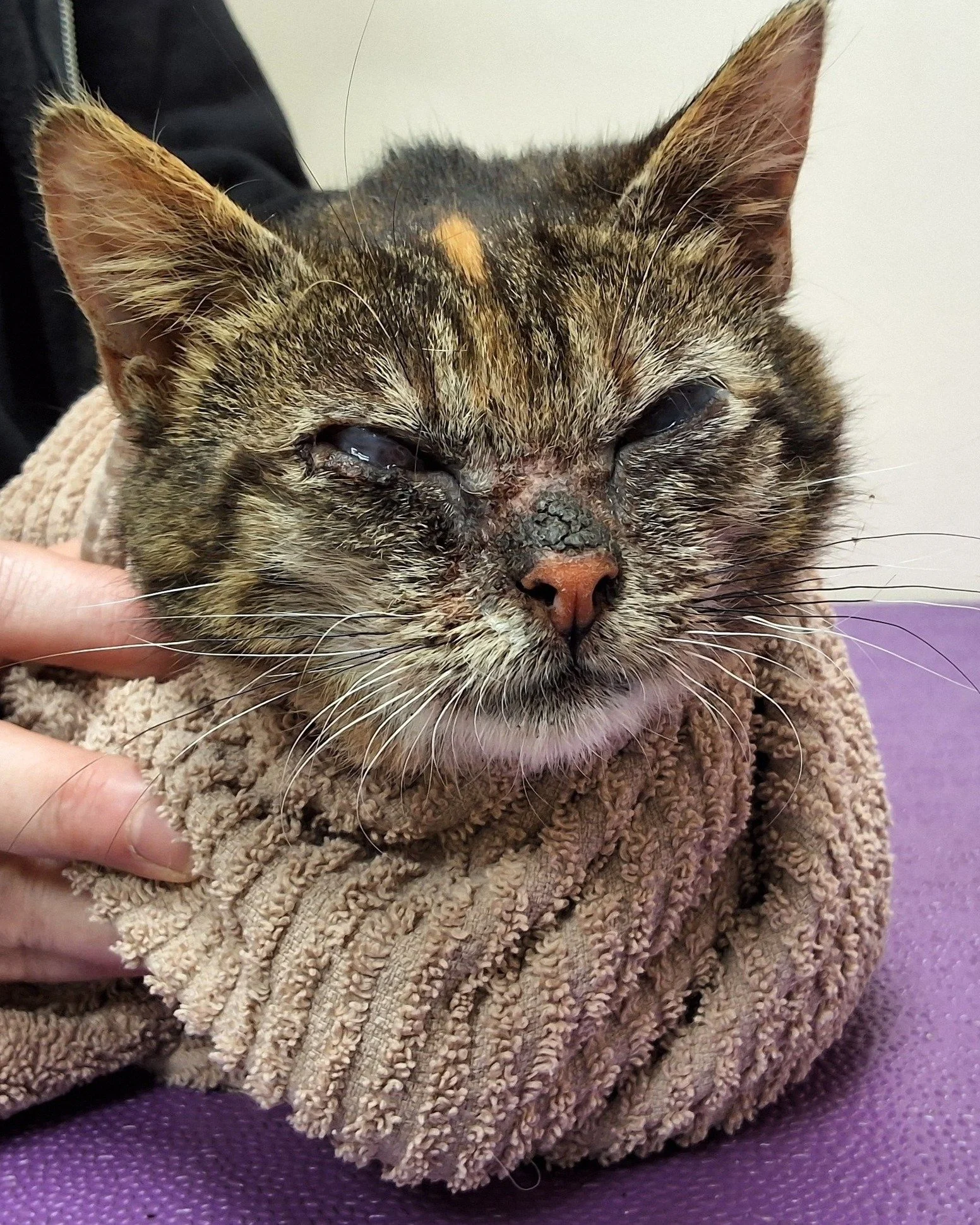 Flame is an 11-month-old cat with severe dermatological disease. Noelle's Ark provided the funds so that she could visit a veterinary dermatologist and receive the specialized care that she so desperately needed. #charity #animalcharity #pethealth #c
