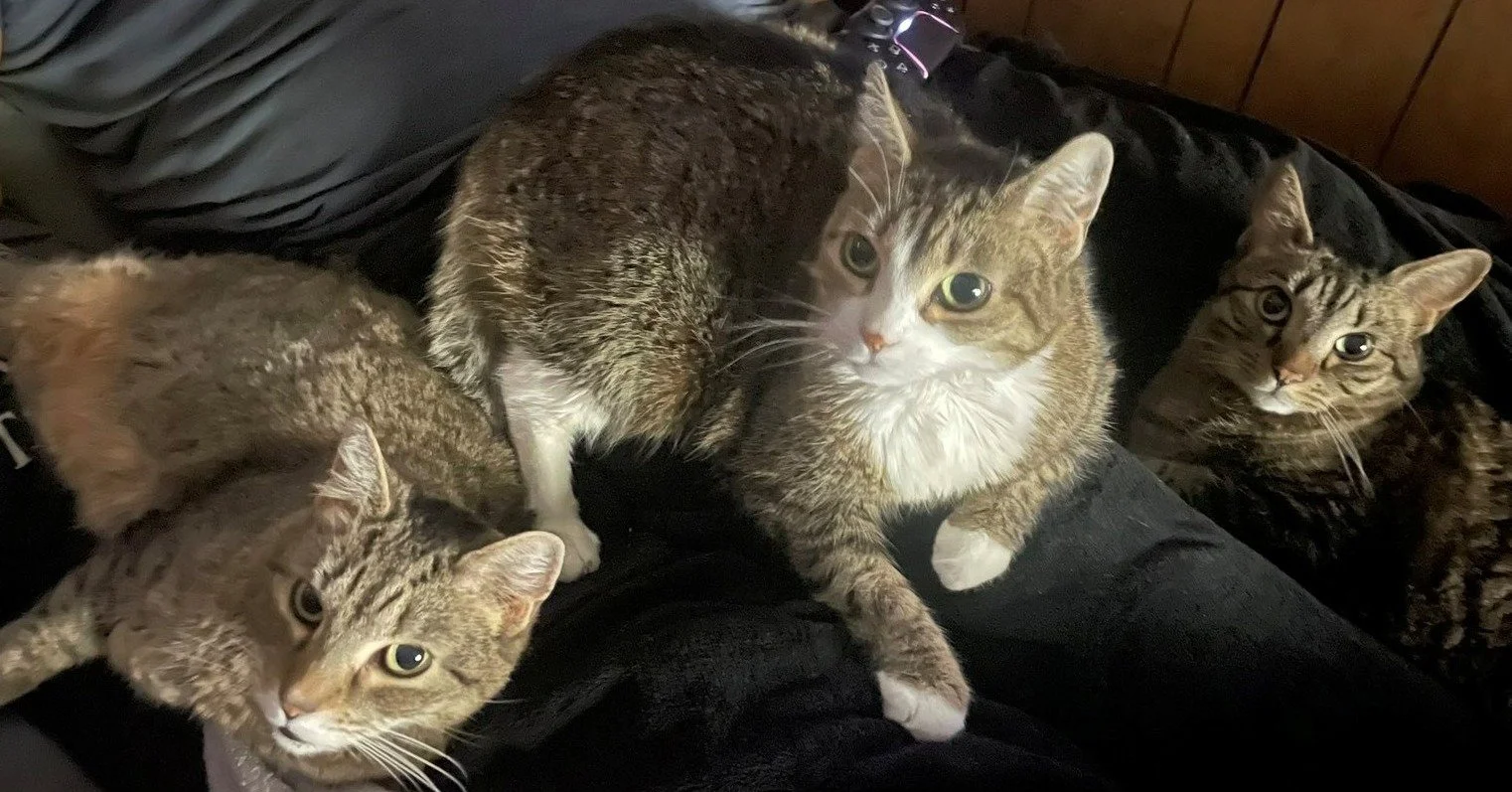 Penny (7 years old), Linus (7 years old), and Mama (8 years old) are three cats that were rescued from a house fire in Ridge. Noelle's Ark provided the funds for their care and recovery so they could safely return home with their family. #charity #an