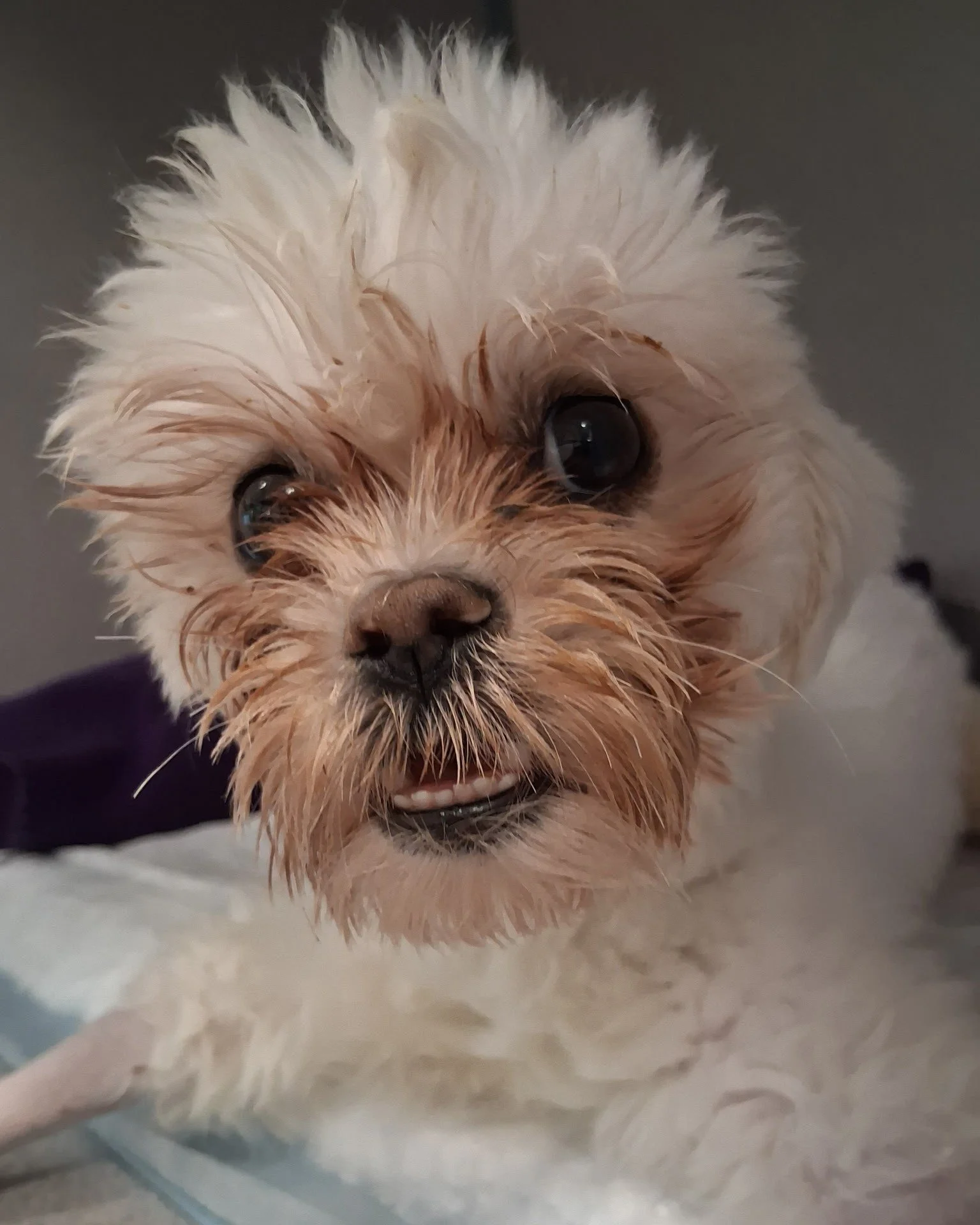 Darla is a 1-year-old Maltese who was diagnosed with a liver shunt which made her very ill. Noelle's Ark provided funds to alleviate the symptoms of Darla's disease so that she could undergo corrective surgery. She has now been adopted to a new forev