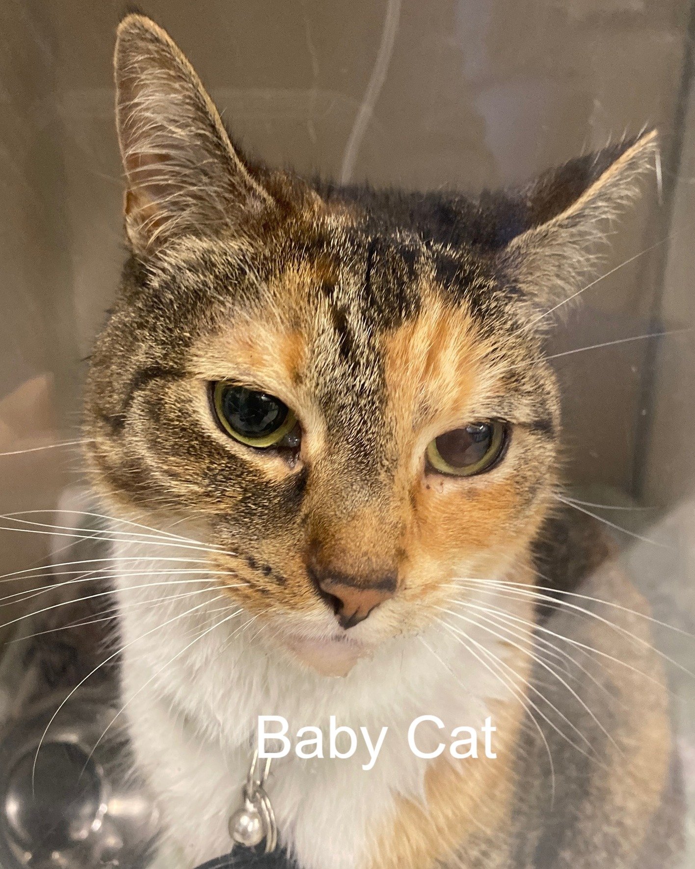 Baby Cat (7 years old), Playboy (6 years old), and Spooky (2 years old) are three cats that were rescued from a house fire in Bay Shore. Noelle's Ark was able to provide funds for their treatment and recovery. They have now moved into a new home with