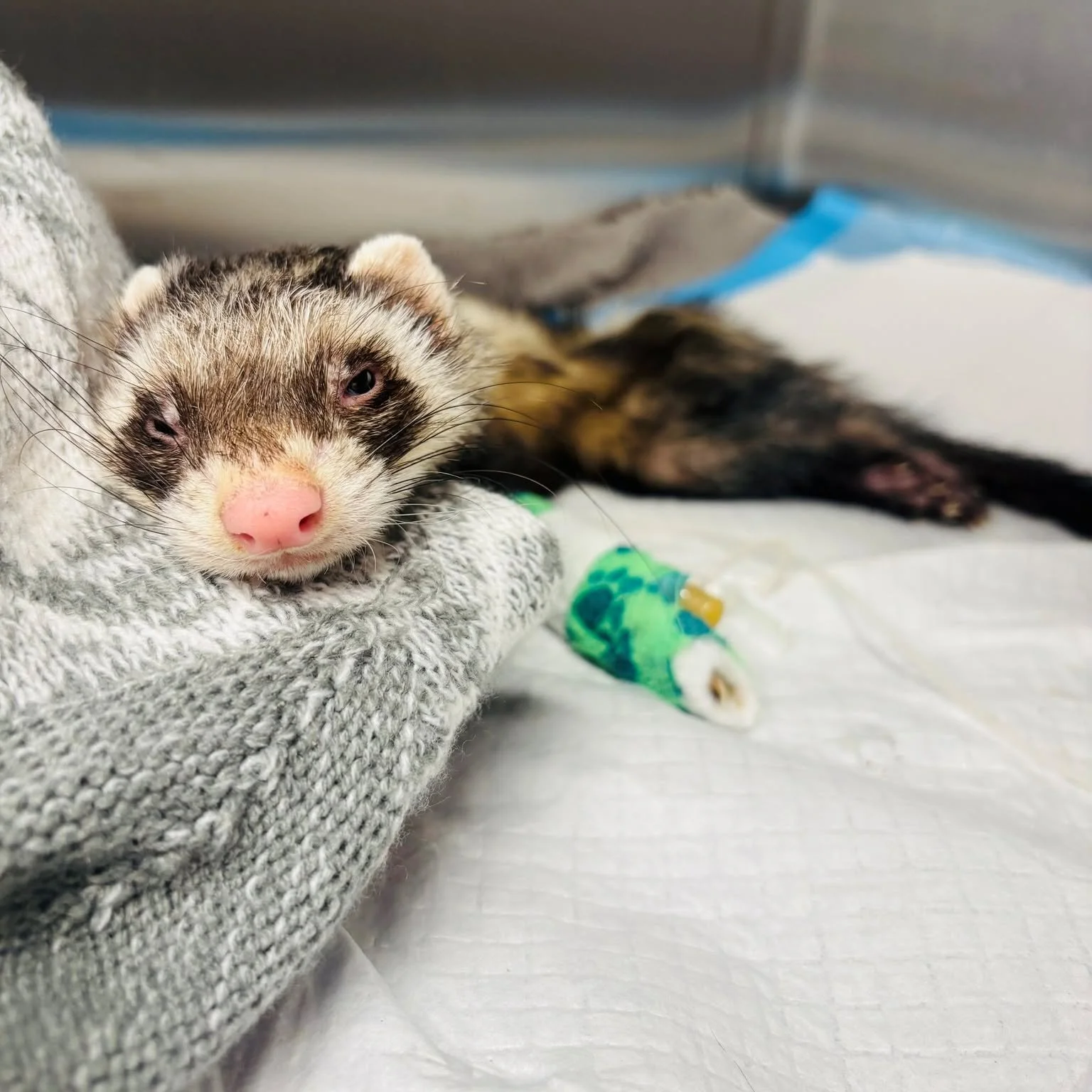 Pistol is a 2-year-old male ferret that was neglected and starved by an incompetent pet-sitter. Noelle's Ark provided funds to bring Pistol back to health. Pistol has been safely returned to his adept and compassionate owner. #charity #animalcharity 